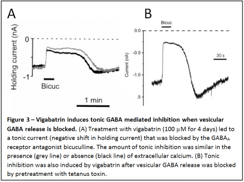 Figure 3 - Vigabatrin induces tonic GABA mediated inhibition when vesicular GABA release is blocked. (A) Treatment with vigabatrin (100 µM for 4 days) led to a tonic current (negative shift in holding current) that was blocked by the GABAA receptor antagonist bicuculline. The amount of tonic inhibition was similar in the presence (grey line) or absence (black line) of extracellular calcium. (B) Tonic inhibition was also induced by virabatrin after vesicular GABA release was blocked by tetanus pretreatment.