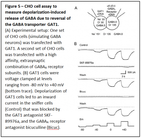 Figure 5 - CHO cell assay to measure depolarization-induced release of GABA due to reversal of the GABA transporter GAT1. (A) Experimental setup: One set of CHO cells (simulating GABA neurons) was transfected with GAT1. A second set of CHO cells was transfected with a high affinity, extrasynaptic combination of GABAA receptor subunits. (B) GAT1 cells were voltage clamped. Depolarization of GAT1 cells led to an inward current in the sniffer cells. (Ctrl) that was blocked by SKF-89976a and bicuculline.