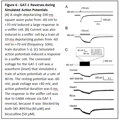 Figure 6 - GAT-1 Reverses during Simulated Action Potentials. (A) A single depolarizing wave pulse frominduced a large response in a sniffer cell. (B) Current was also induced in a sniffer cell by a train of 10 ms depolarizing pulses. (C) Simulated action potentials induced a response in a sniffer cell. The command voltage for the GAT-1 cell was a waveform (inset) that simulated a train of action potentials. The response in the sniffer cell was due to GABA release via GAT-1 reversal. 