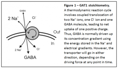 Figure 1 - GAT1 stoichiometry. A thermodynamic reaction cycle involves coupled translocation of two Na+ ions, one Cl- ion and one GABA molecule, leading to net uptake of one positive charge. Thus, GABA is normally driven up its concentration gradient using the energy stored in the Na+ and electrical gradients. However, the transporter will go in either direction, depending on the driving force at any point in time.