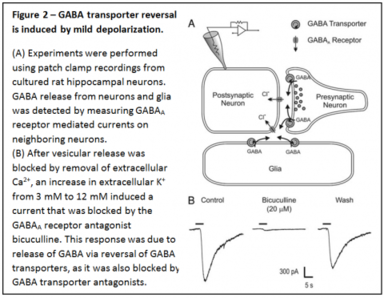 Figure 2 - GABA transporter reversal is induced by mild depolarization. (A) Experiments were performed using patch clamp recordings from cultured rat hippocampal neurons. GABA release from neurons and glia was detected by measuring GABAA receptor mediated currents on neighboring neurons. (B) After vesicular release was blocked by removal of extracellular Ca2+, an increase in extracellular K+ from 3 mM to 12 mM induced a current that was blocked by the GABAA receptor antagonist bicuculline.