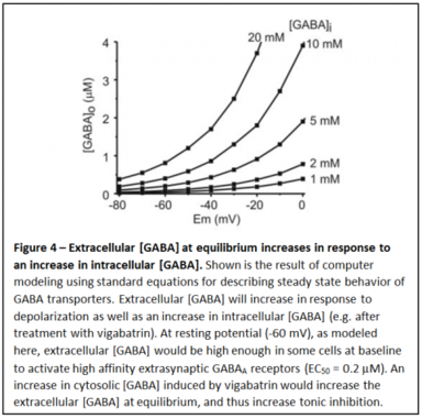 Figure 4 - Extracellular [GABA] at equilibrium increases in response to an increase in intracellular [GABA]. Extracellular [GABA] will increase in response to depolarization as well as in intracellular [GABA] (e.g. after treatment with vigabatrin). At resting potential, extracellular [GABA] would be high enough in some cells at baseline to activate high affinity extrasynaptic GABAA receptors. An increase in cytosolic [GABA] would increase the extracellular [GABA] at equilibrium, and thus tonic inhibition.