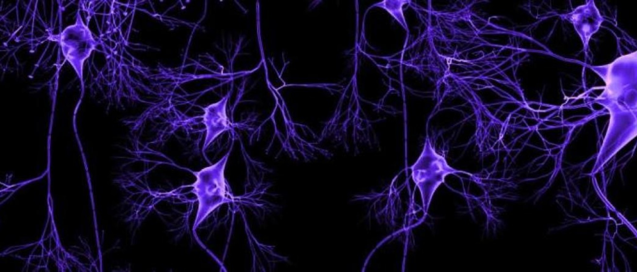 purple-neurons-wc.jpg